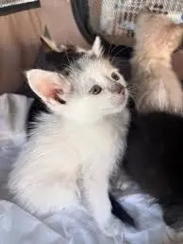 Gatinho fêmea para adoção