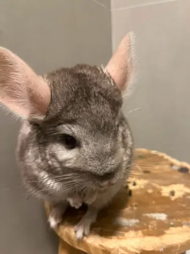 Chinchila Femea