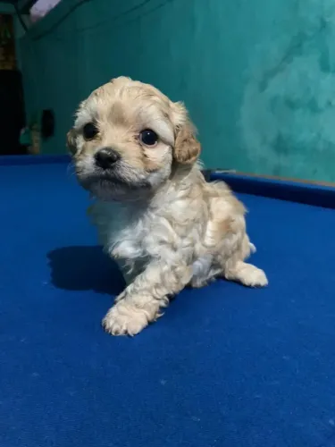 Filhotes Lhasa apson