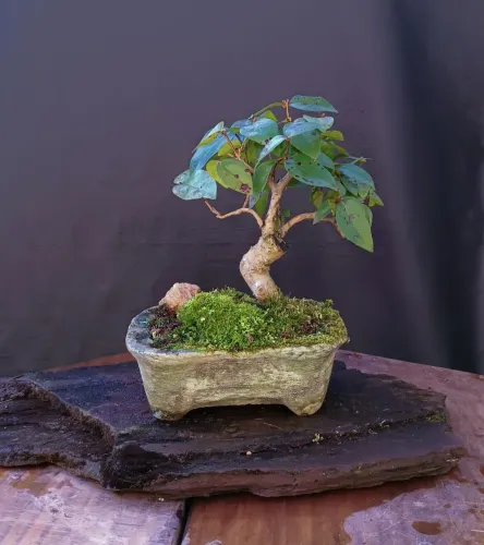 Bonsai de pitanga 4