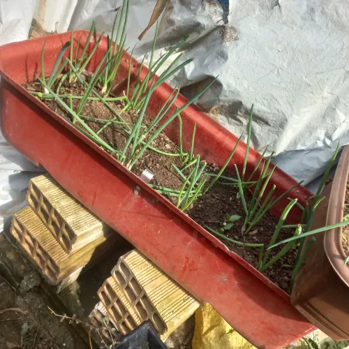 Recepiente para planta