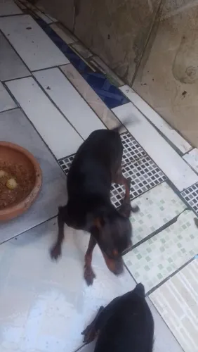 Cachorro pincher de 1 ano