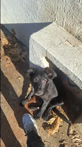 Cãozinho para doação