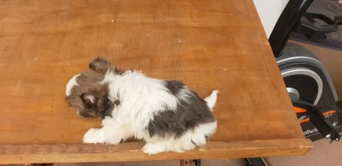 Filhotes de Shih Tzu | Carinho que transborda.