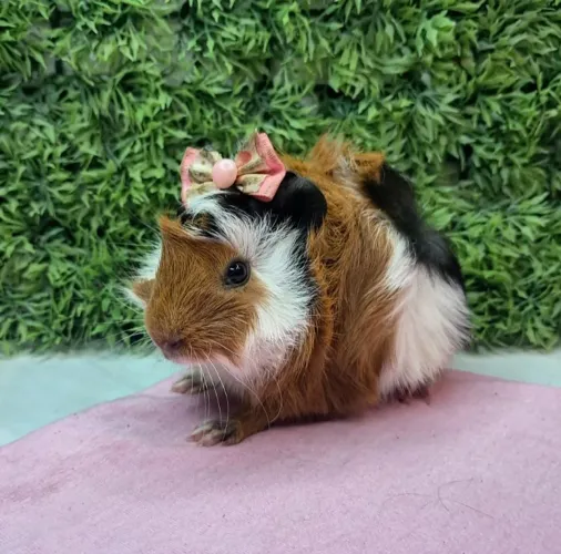 Porquinho da india