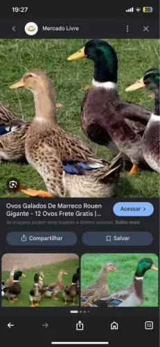 Procuro marreco rouen fêmea nessa cor
