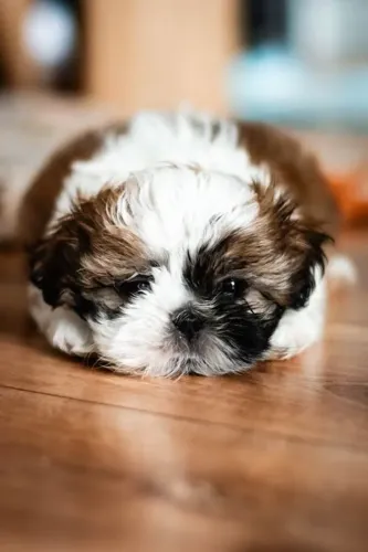 Shih Tzu Um doguinho que pode fazer sentido para sua família