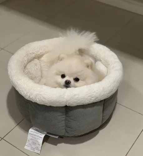 Doação cachorro sptz alemão