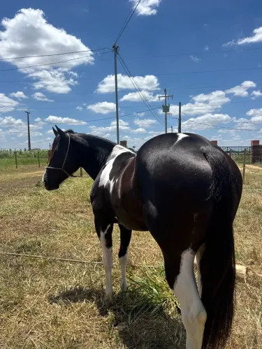 Cavalo Paint Horse