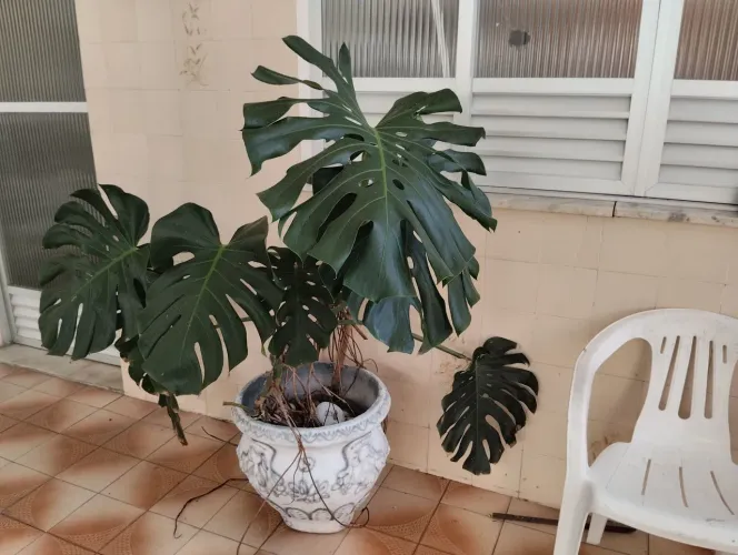 Costela de Adão com caqueiro