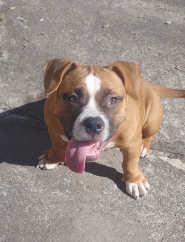 American bully pocket disponível 