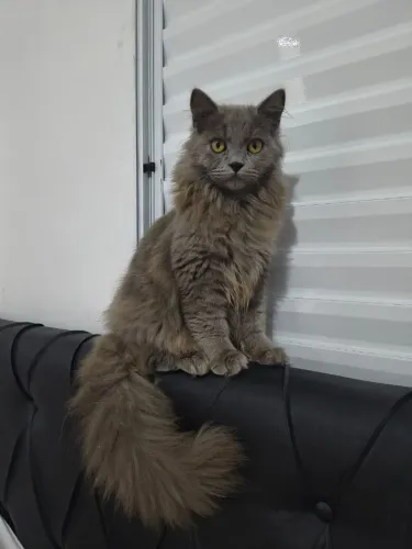 Gato persa MACHO