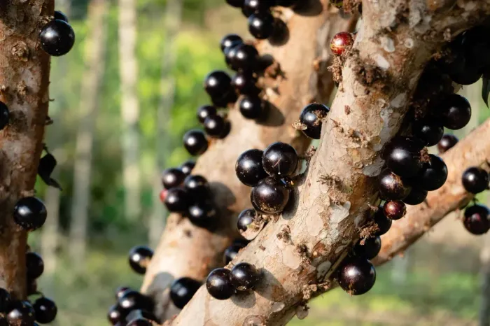Jabuticaba 