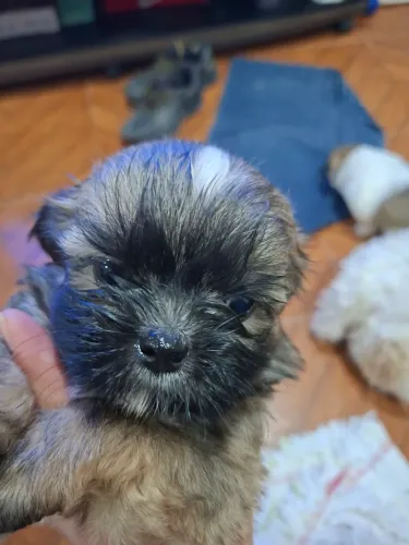 Tenho 2 filhotes de shitzu um machinho e uma fêmea ainda