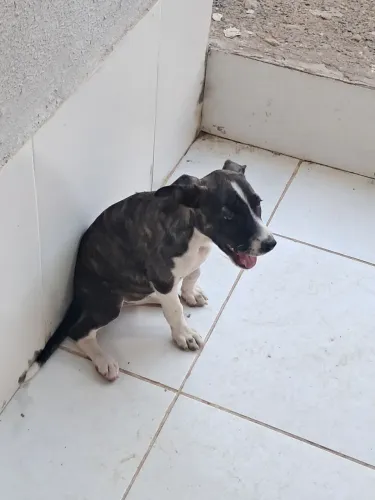 Doação cachorra femea filhote