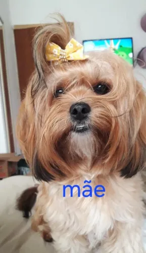 Os mais fofos filhotes de Lhasa Apso para venda! Leia aa informações adicionais...