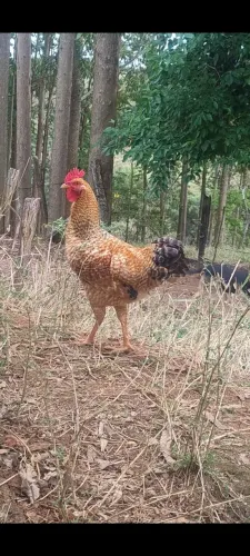 Galo novo