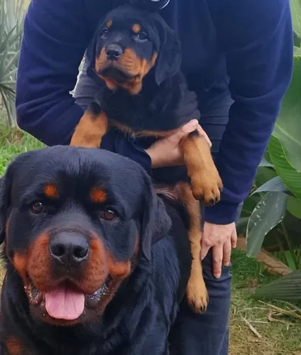 Fêmea de Rottweiler