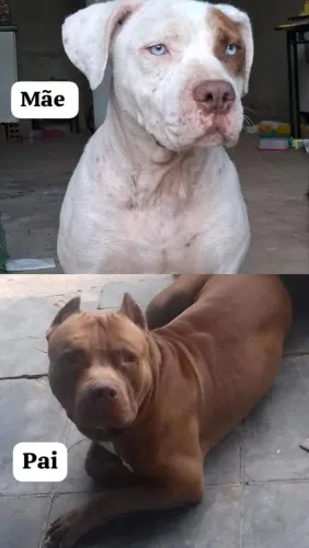 Pitbull com american bully