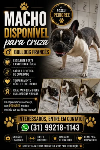 Bulldog francês