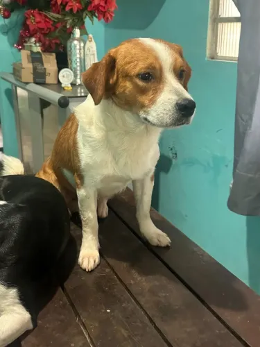 Doação cachorrinho
