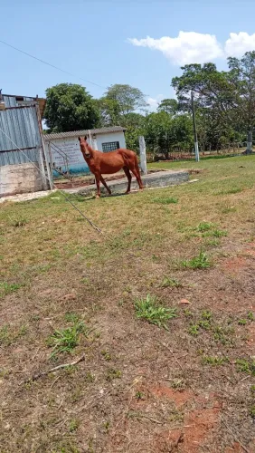 Vende se égua linda mojando. De cavalo de raçaanga larga machador..