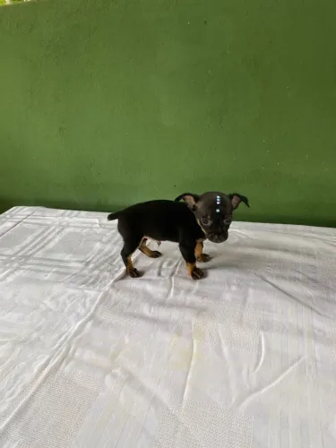 Filhote Pinscher Macho 