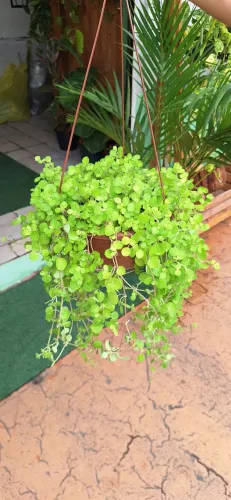 Planta dinheiro em penca