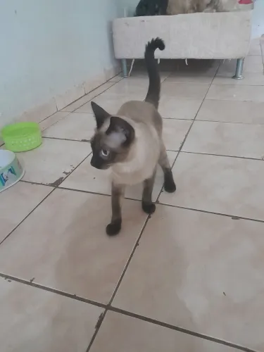 Gata fêmea.