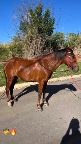 Cavalo bom leia a descrição!!