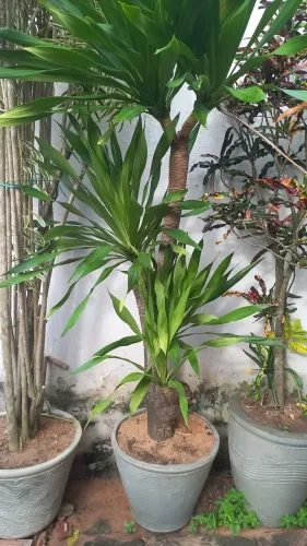 A Palmeira verde em jarro grande para decorar seu jardim