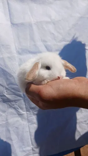 Mini coelhos