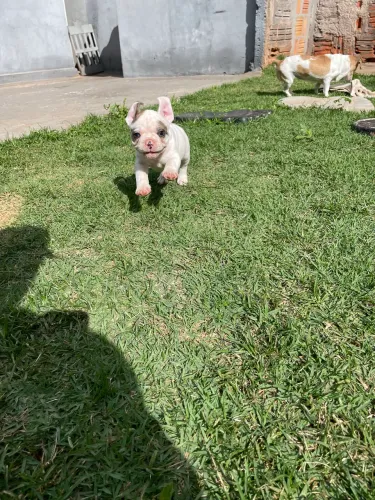 Bulldog francês macho