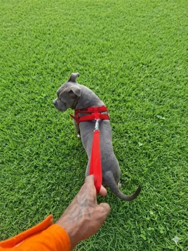 AMARICAN BULLY ( cinza azulado)