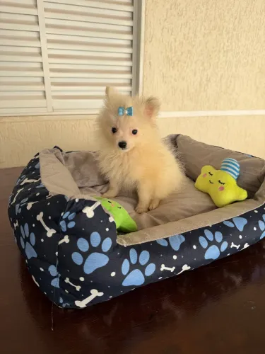 Lulu Pomerania macho