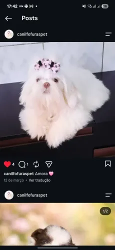 Femea de shih tzu 