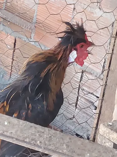 Vendo 3 galinha polonesa, sendo 2 macho e uma fêmea.