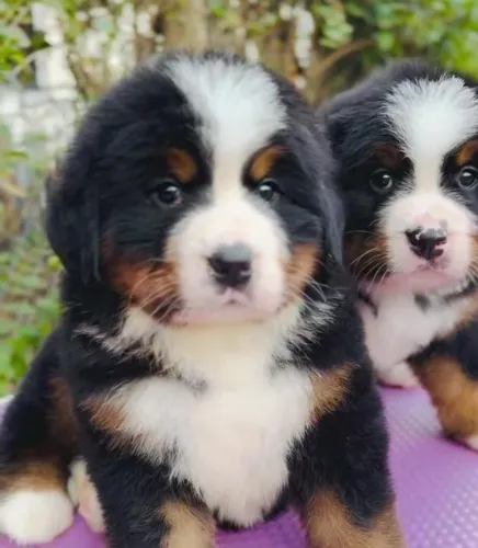 Filhotes de Bernese | Um companheiro para criar laços especiais.
