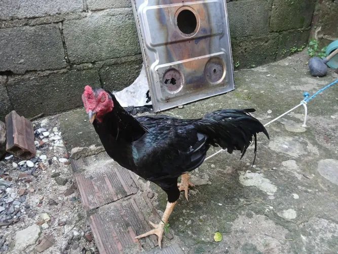 Frango