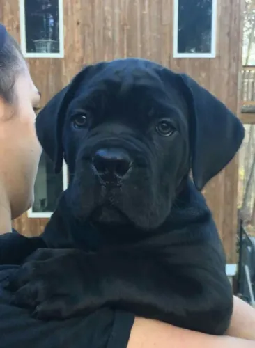Cane Corso Alegria que se manifesta com naturalidade