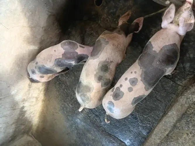 Animais