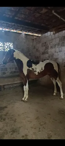 Potro mangalarga marchador