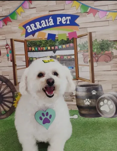 Cruza poodle toy