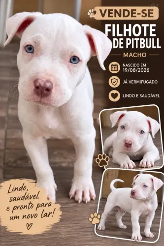 LINDO FILHOTE DE PITBULL