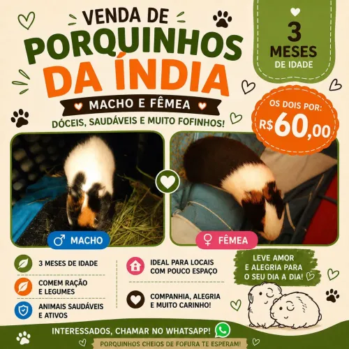 ? Porquinhos-da-índia macho e fêmea - 3 meses