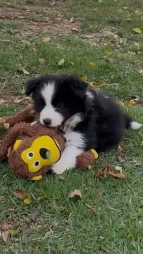 Border collie filhotes