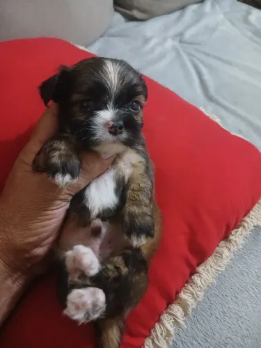 Shitzu  macho mini 