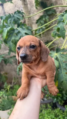 Filhotes fêmeas Basset Daschund Alerquim anão