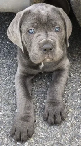 Cane Corso Harmonia Que Passeia Contigo