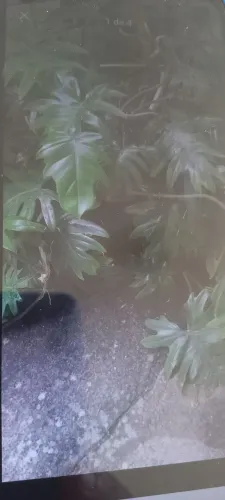 Planta no jarro bem cheia